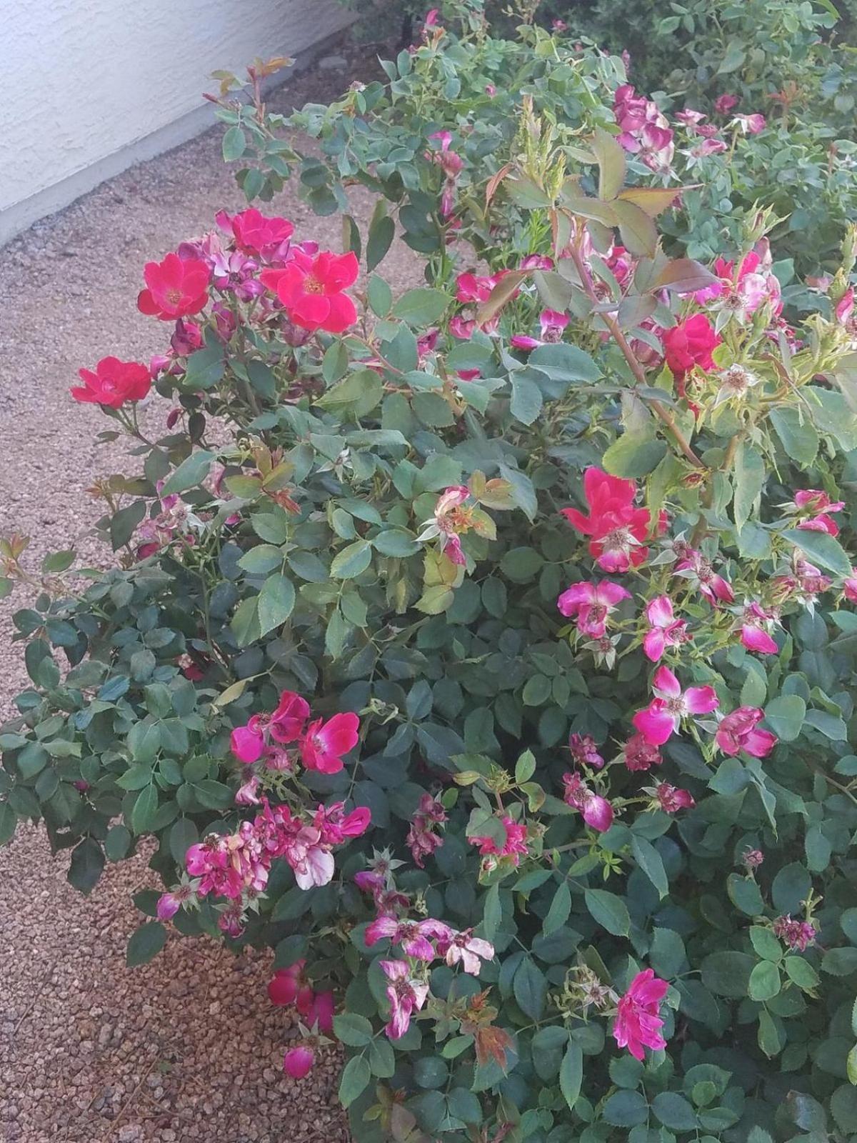 Days By Wyndham Camp Arizona Hotel Camp Verde