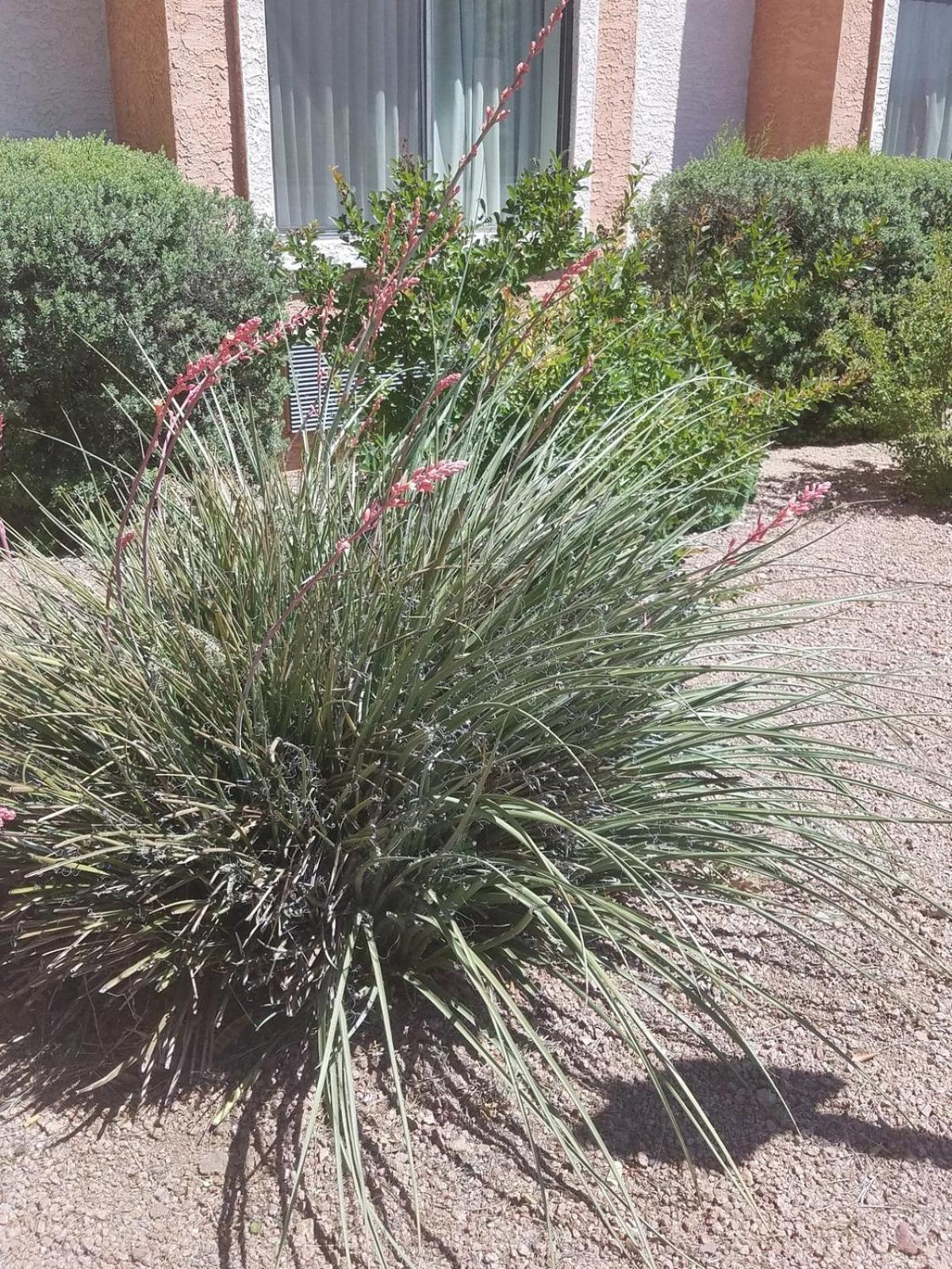 Days By Wyndham Camp Arizona Hotel