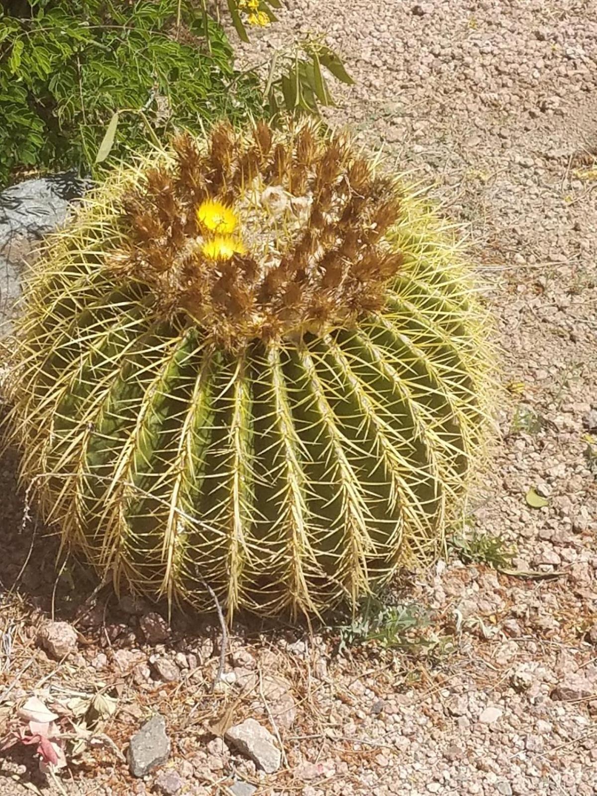 Hotel Days By Wyndham Camp Arizona